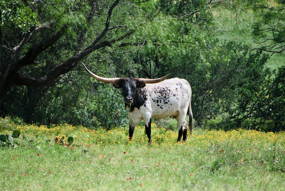 a bull with long horns standing in a field
