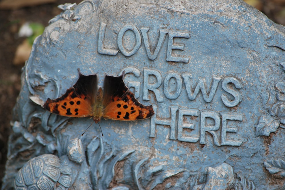 a butterfly is sitting on a rock that says love grows here