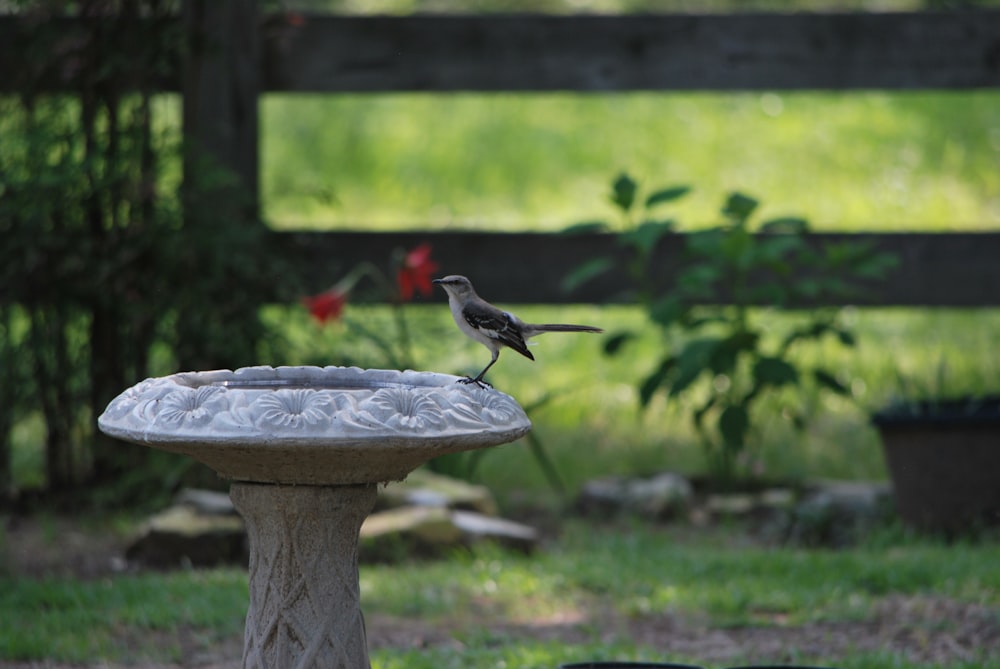 a bird sitting on top of a bird bath