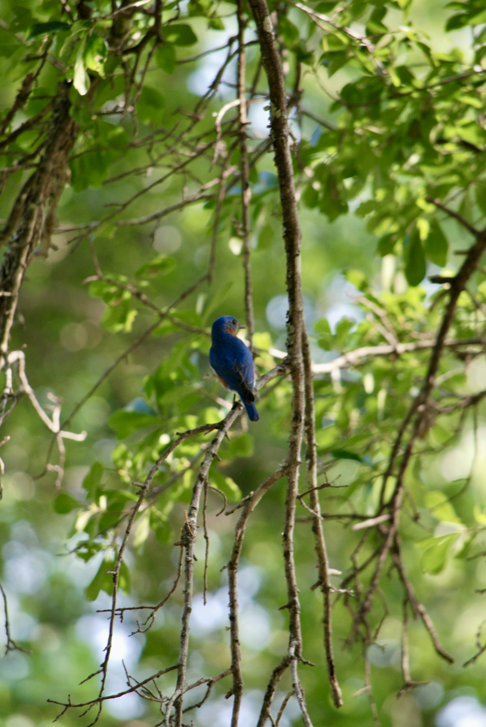 a blue bird sitting on a branch of a tree