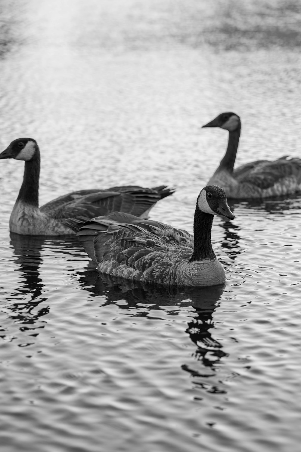 a black and white photo of three ducks in the water