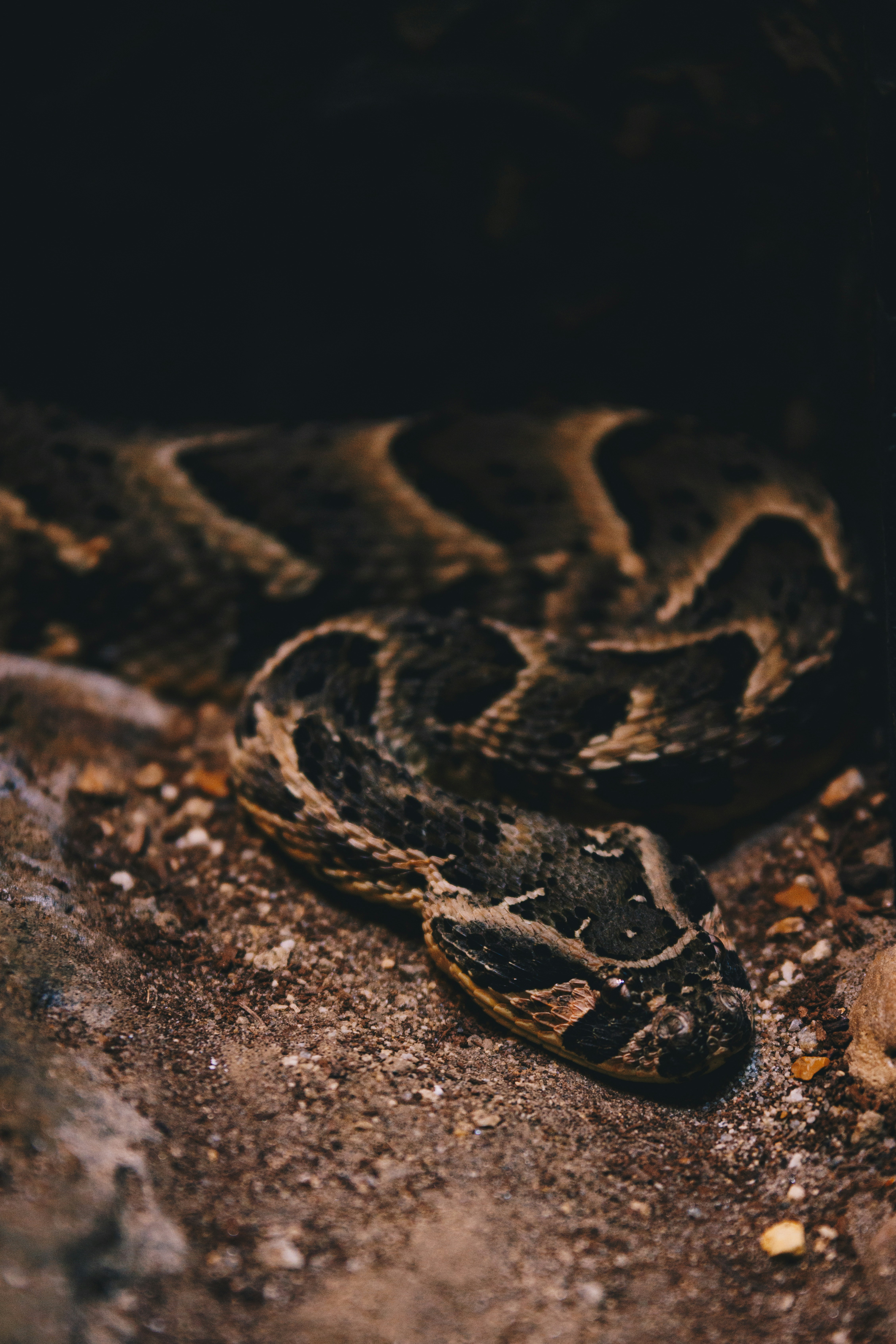 un gros plan d’un serpent sur le sol
