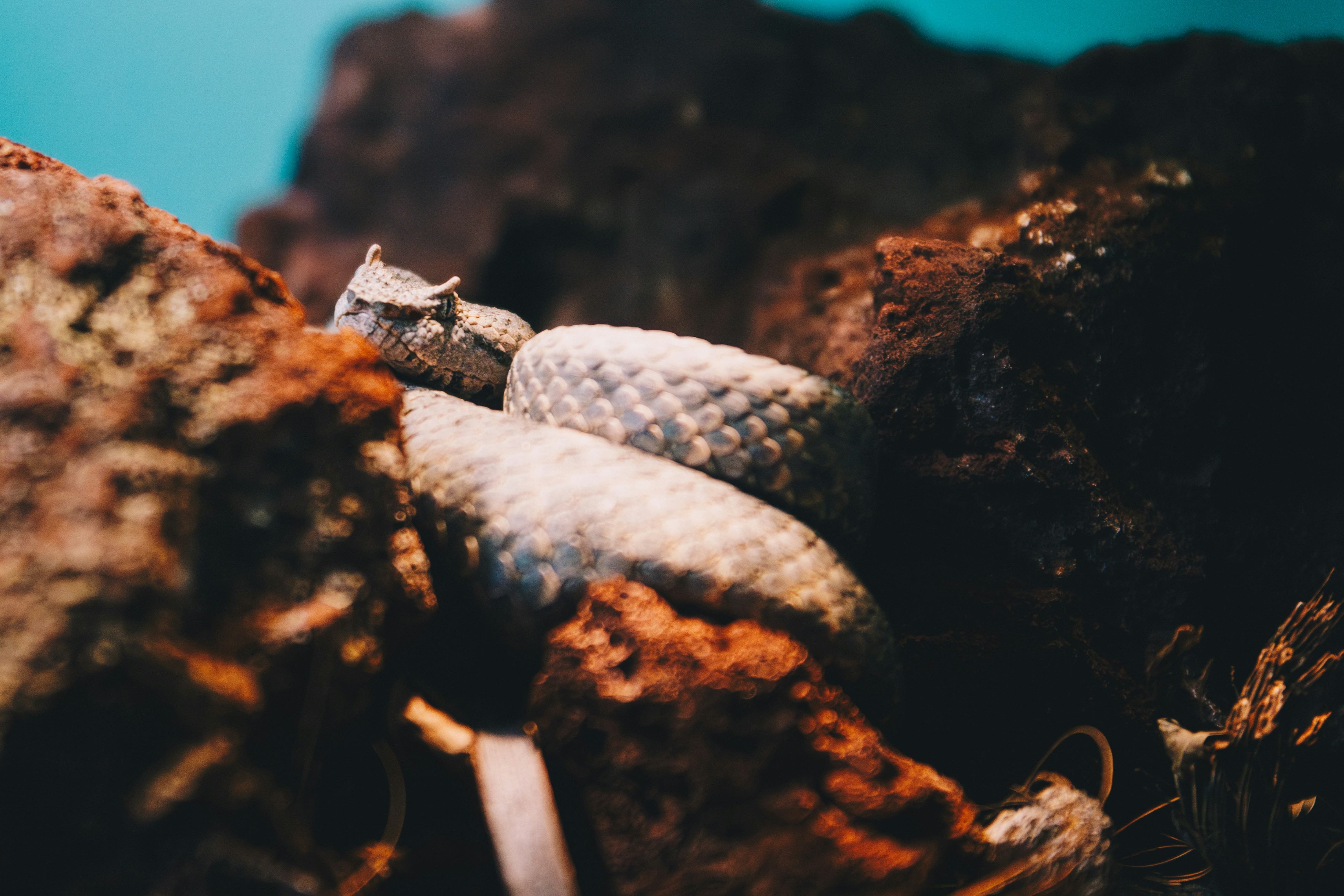 un gros plan d’une corde sur un rocher