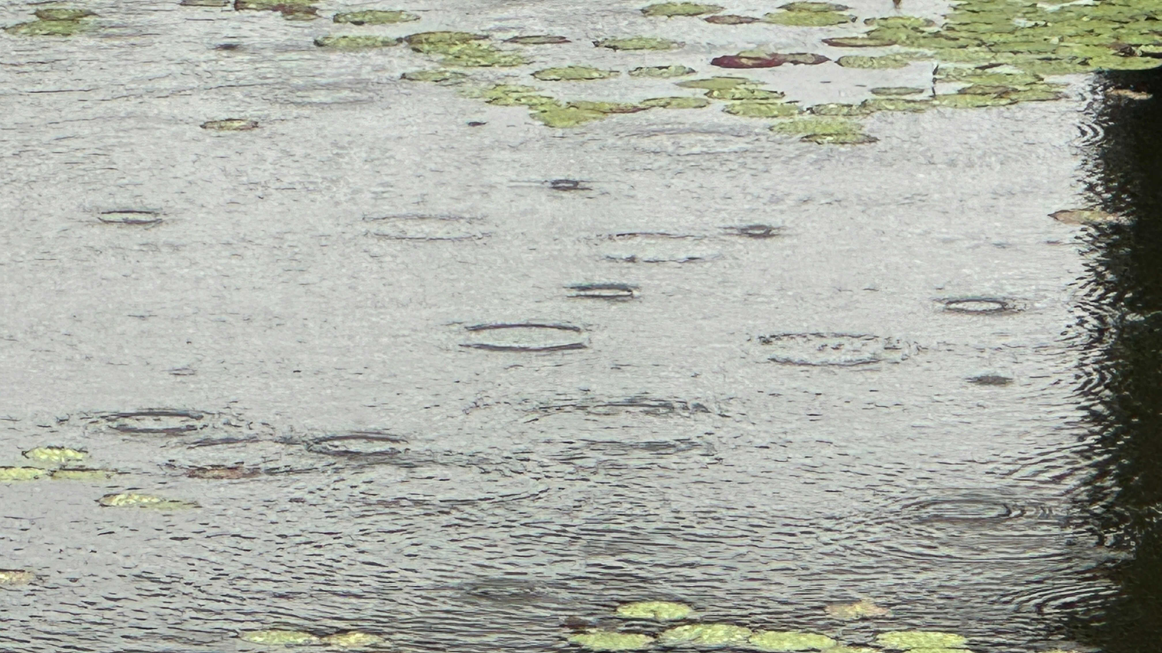 Photo by onikyoukan747