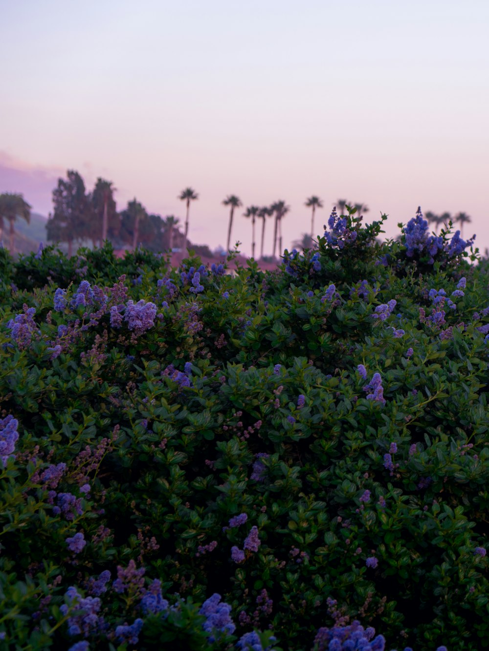 a field of purple flowers with palm trees in the background