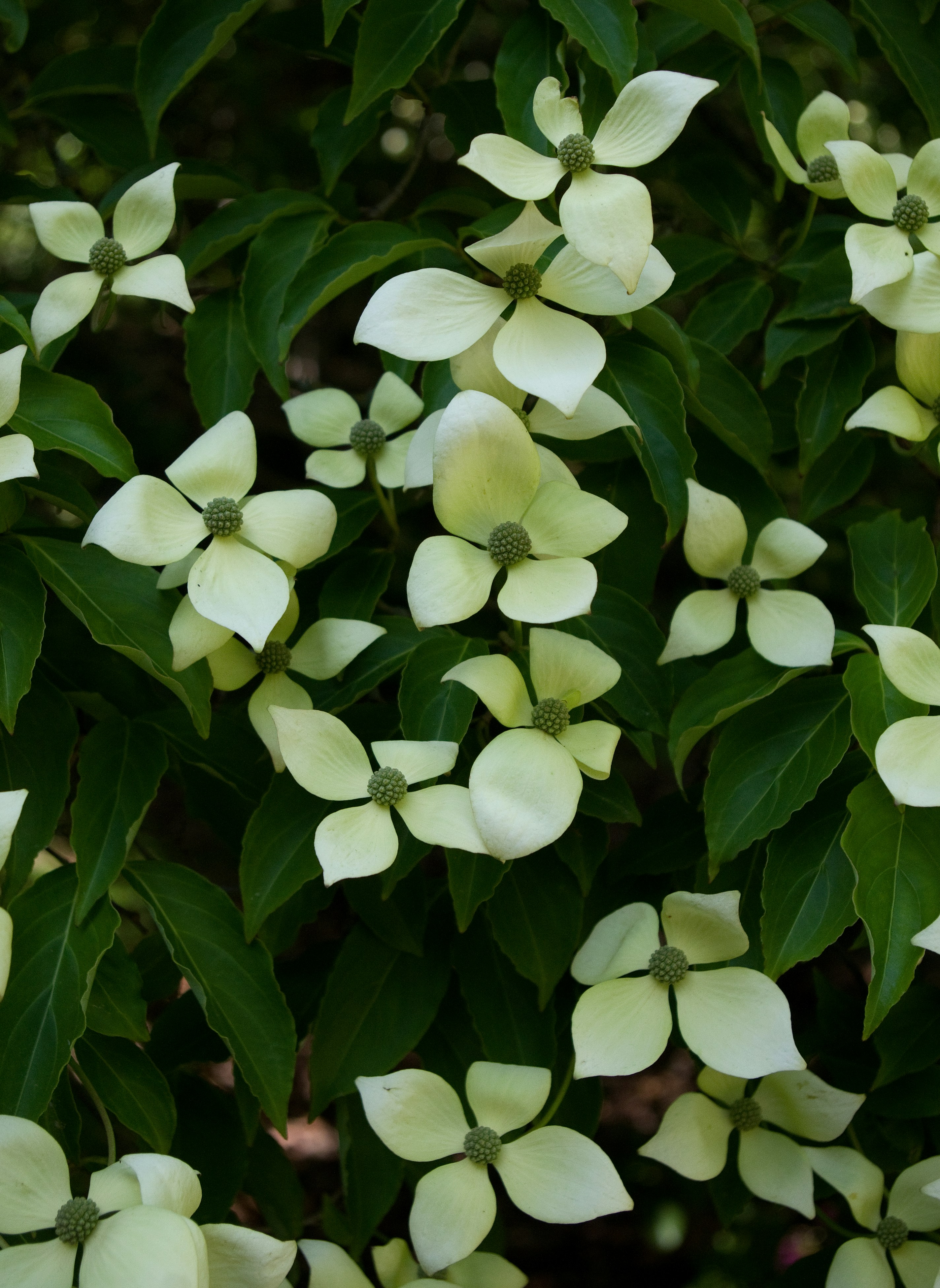 Un primer plano de un arbusto con flores blancas