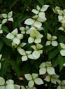a close up of a bush with white flowers