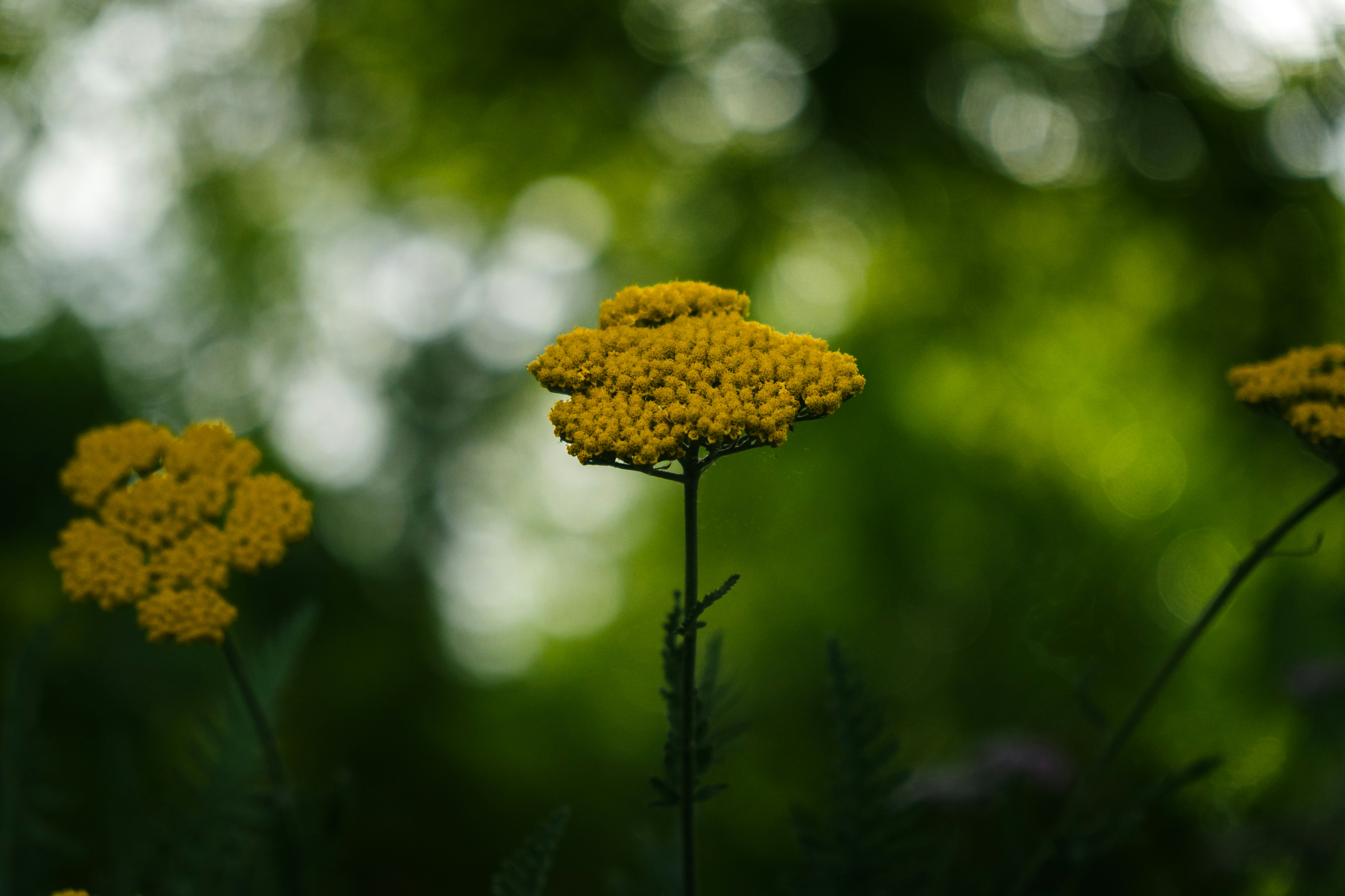 Photo by sayanpalui