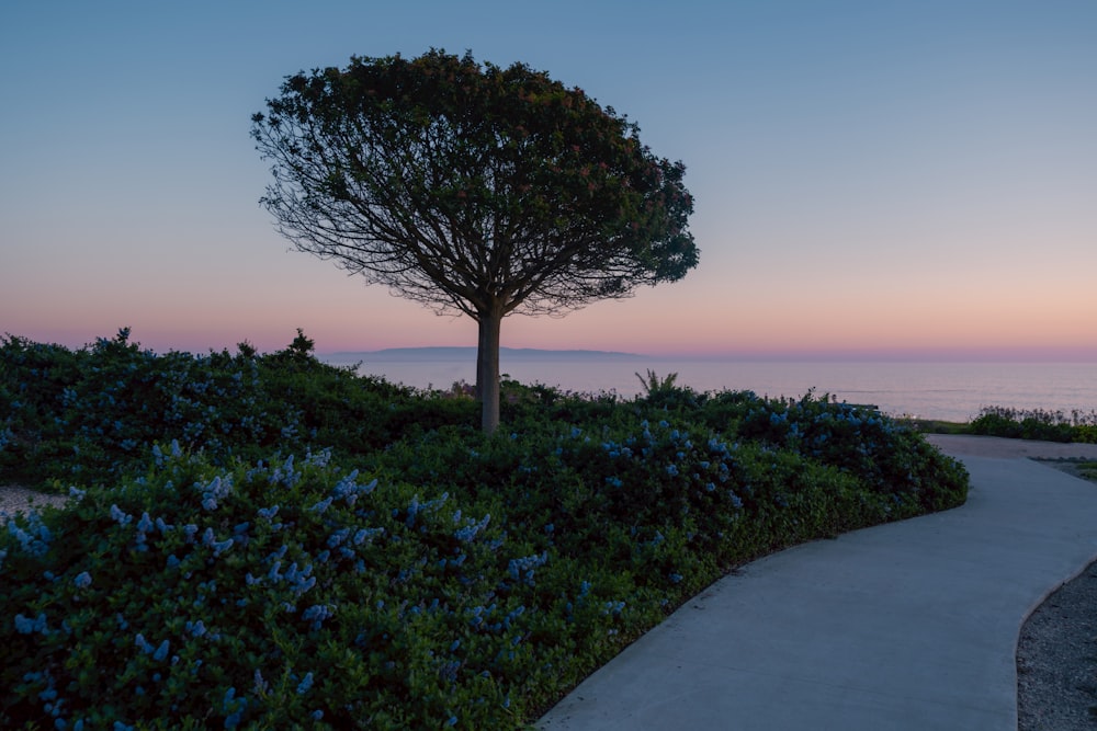 a tree on the side of a road near the ocean
