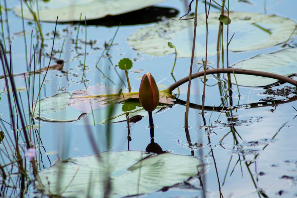 a pond with lily pads and water lillies