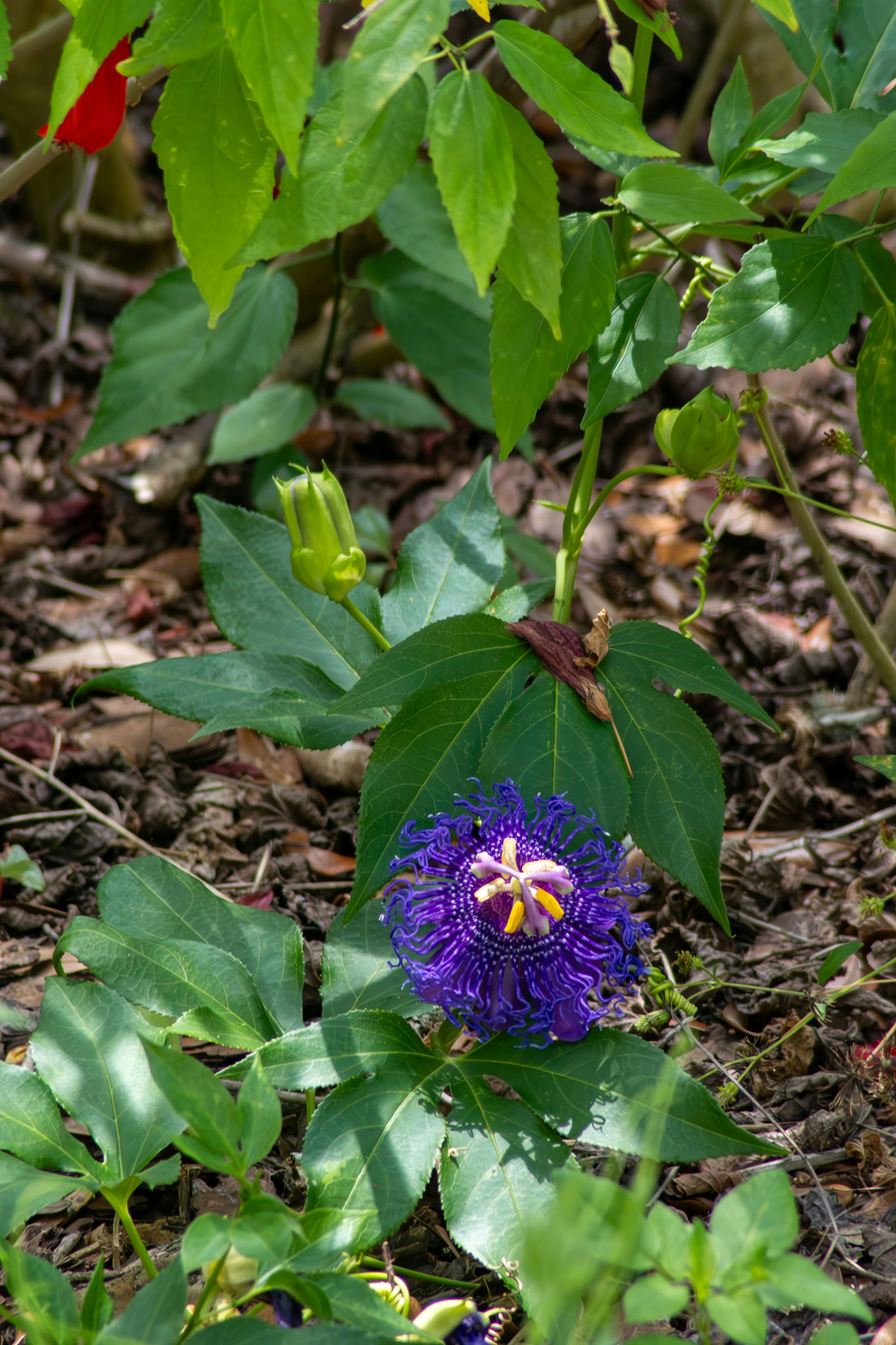 a purple flower with a yellow center surrounded by green leaves