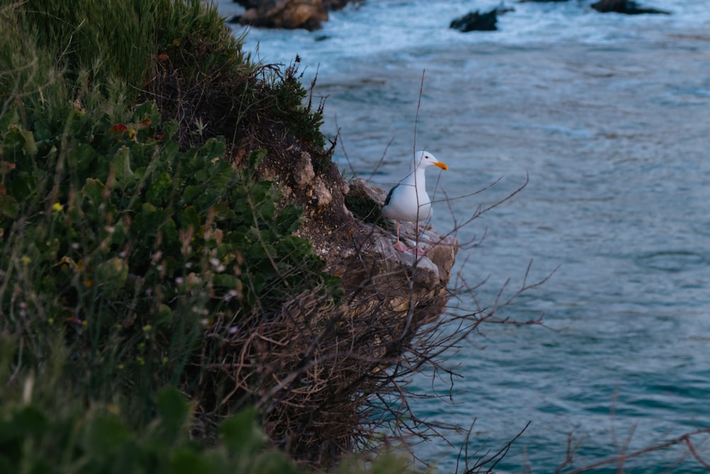 a seagull sitting on a cliff overlooking the ocean