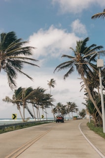 a car driving down a road surrounded by palm trees
