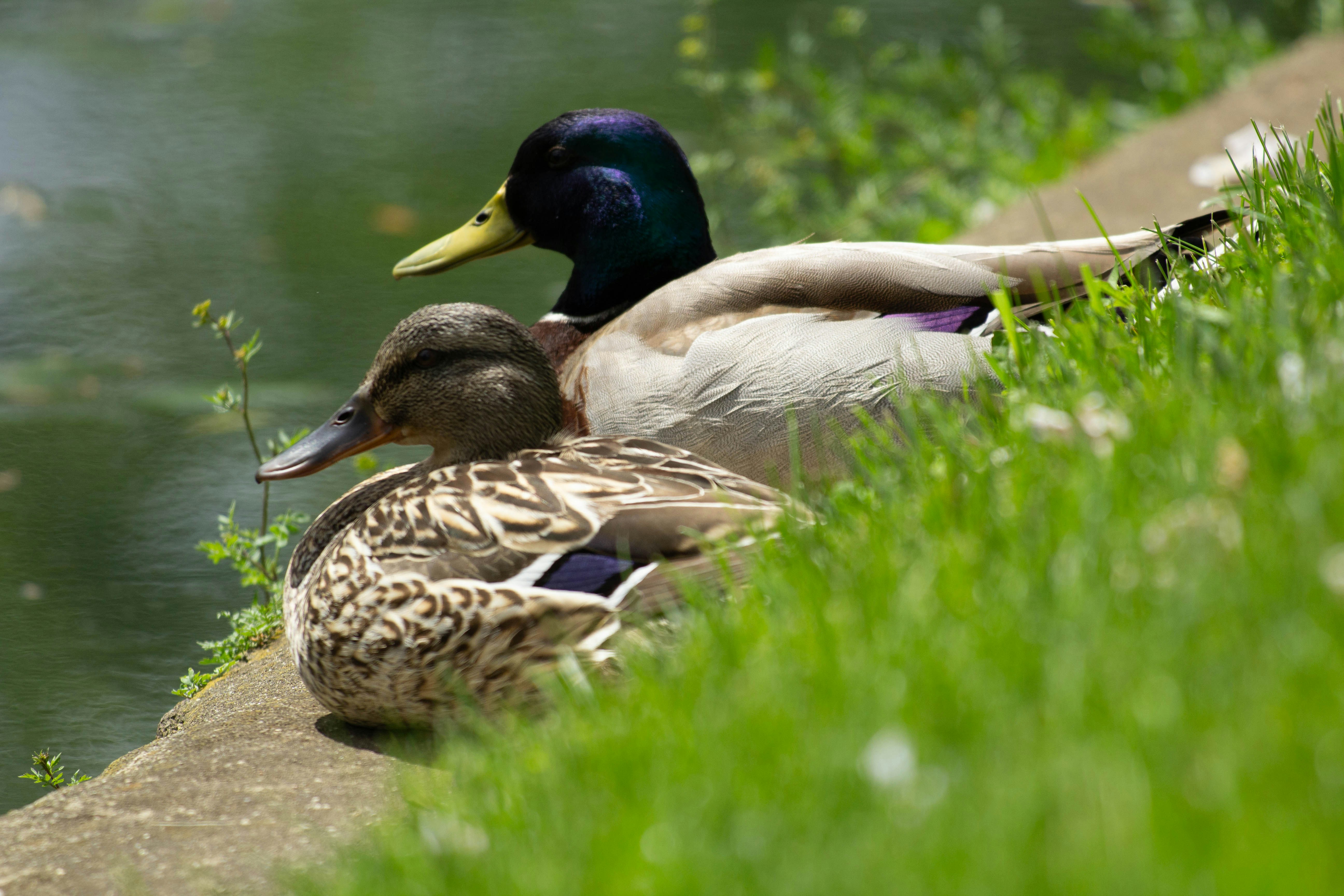 a couple of ducks sitting next to a body of water