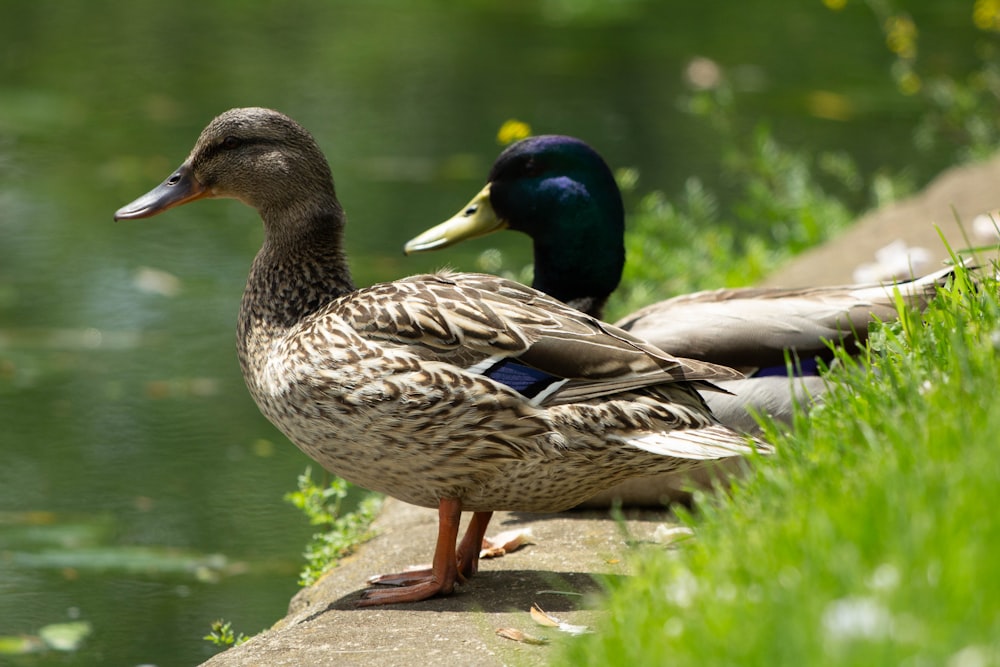 a couple of ducks that are standing in the grass