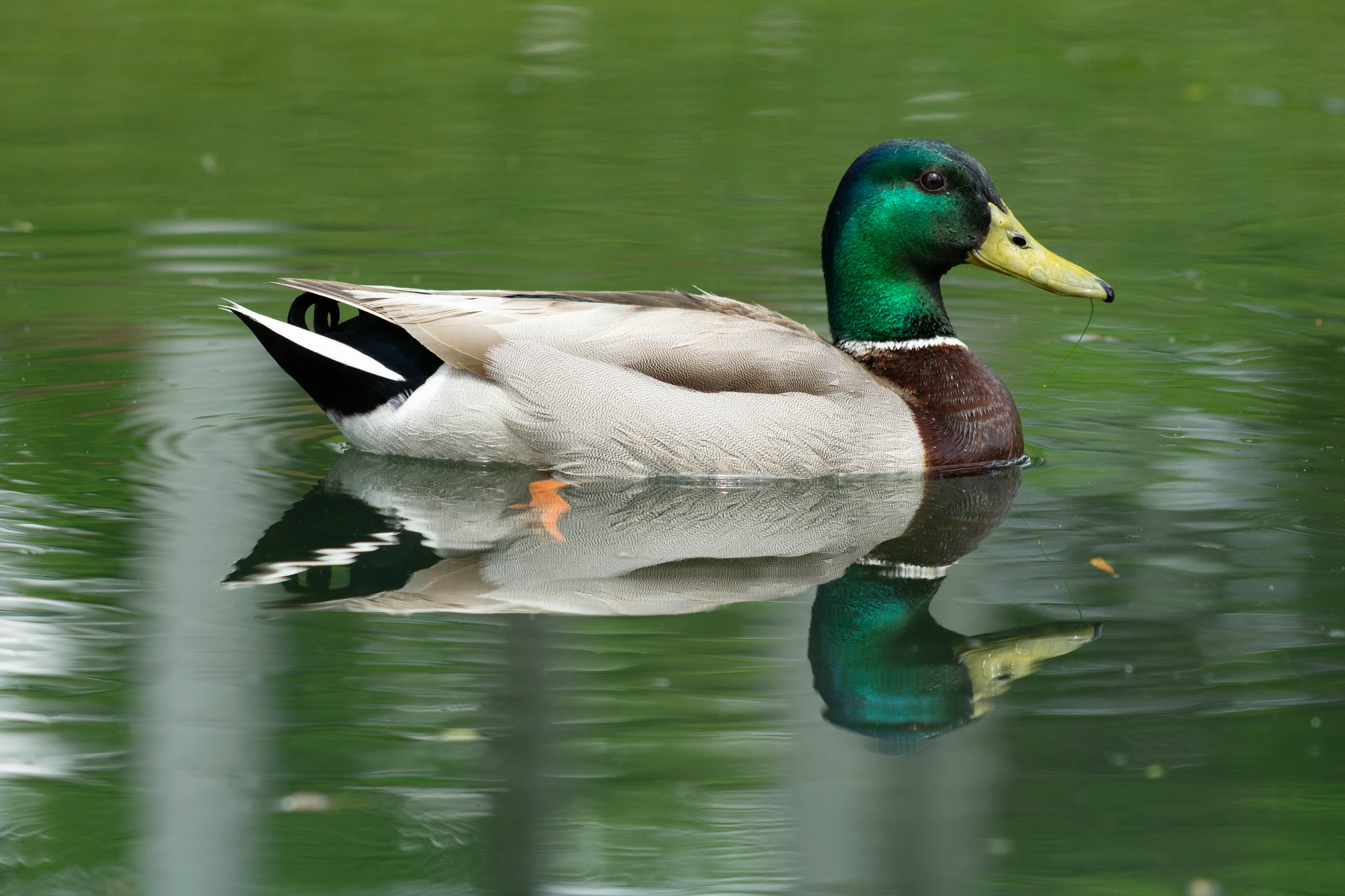 a duck that is swimming in some water