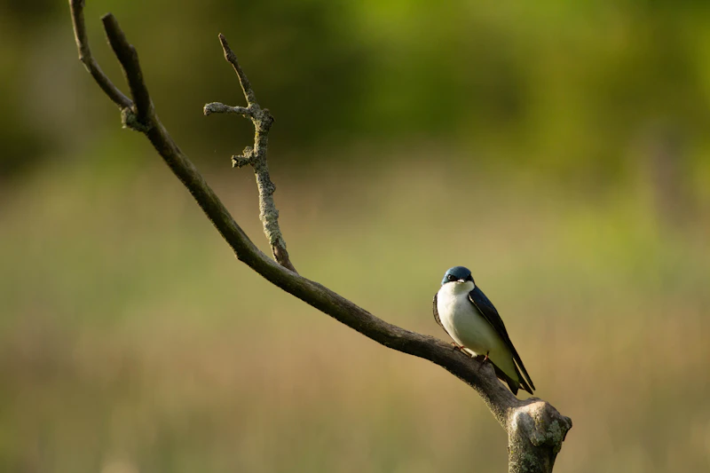 Kleiner Vogel sitzt auf einem Zweig