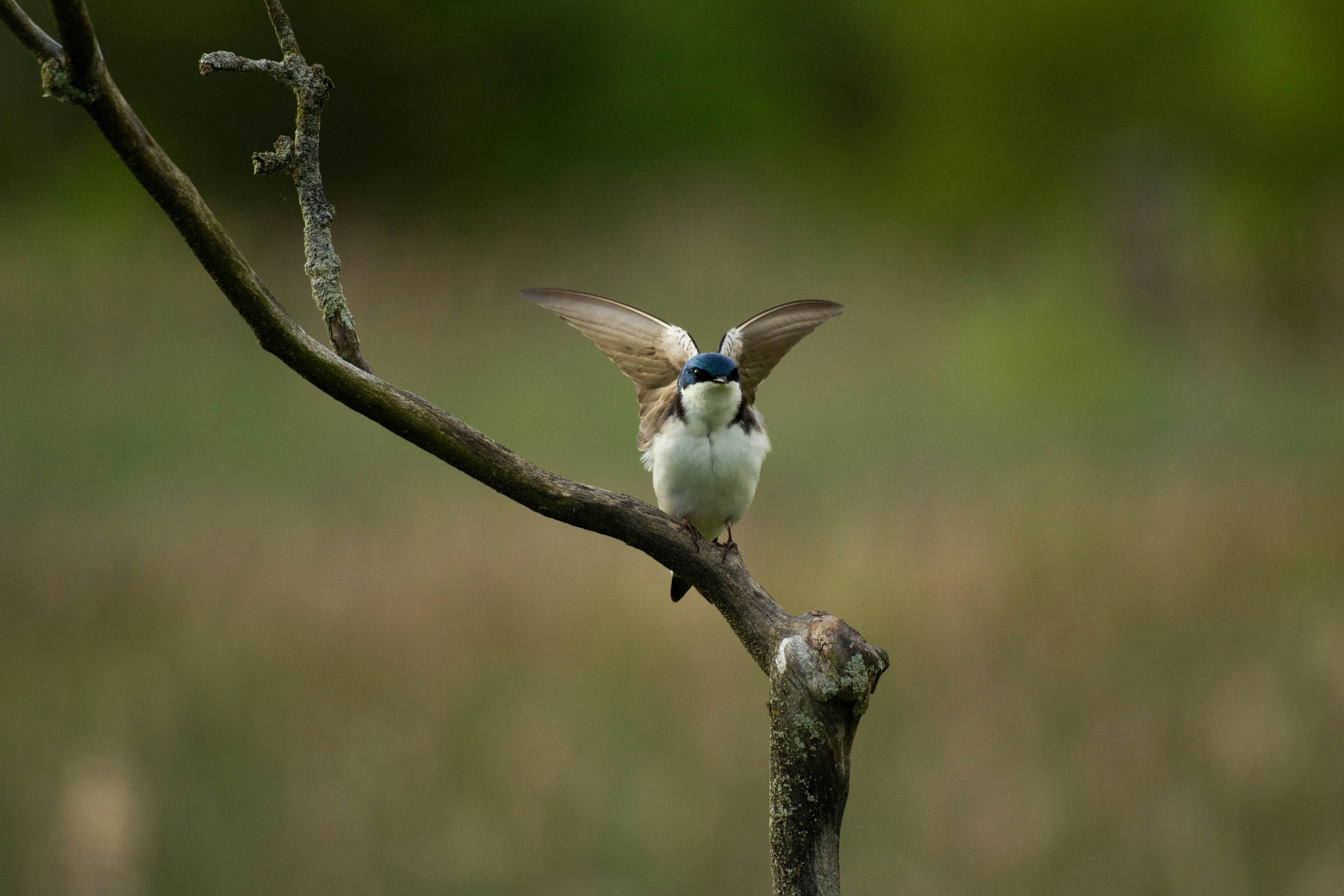 a small bird sitting on a branch of a tree