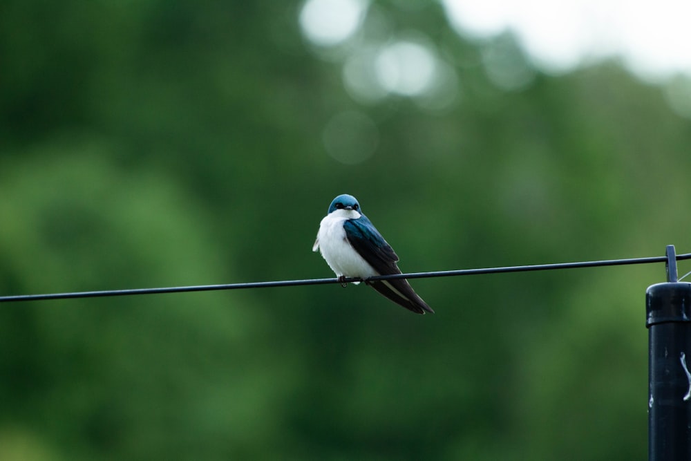 a blue and white bird sitting on a wire