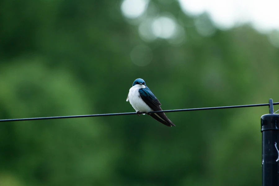 Vogel sitzt auf einem Draht vor hellem Himmel