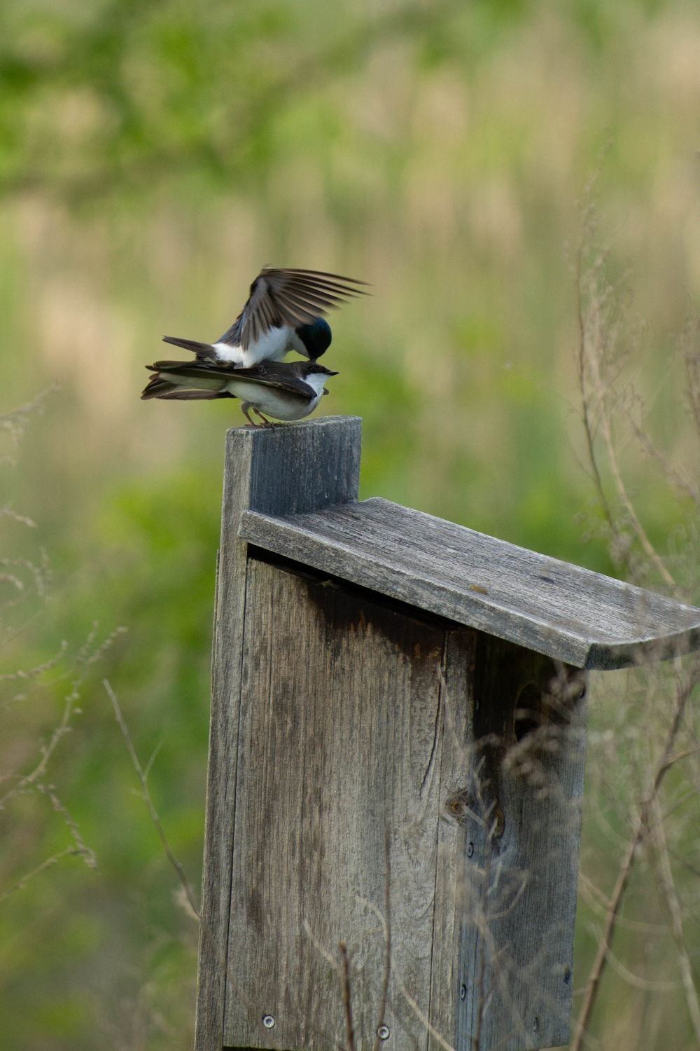 a small bird perched on top of a wooden bird house