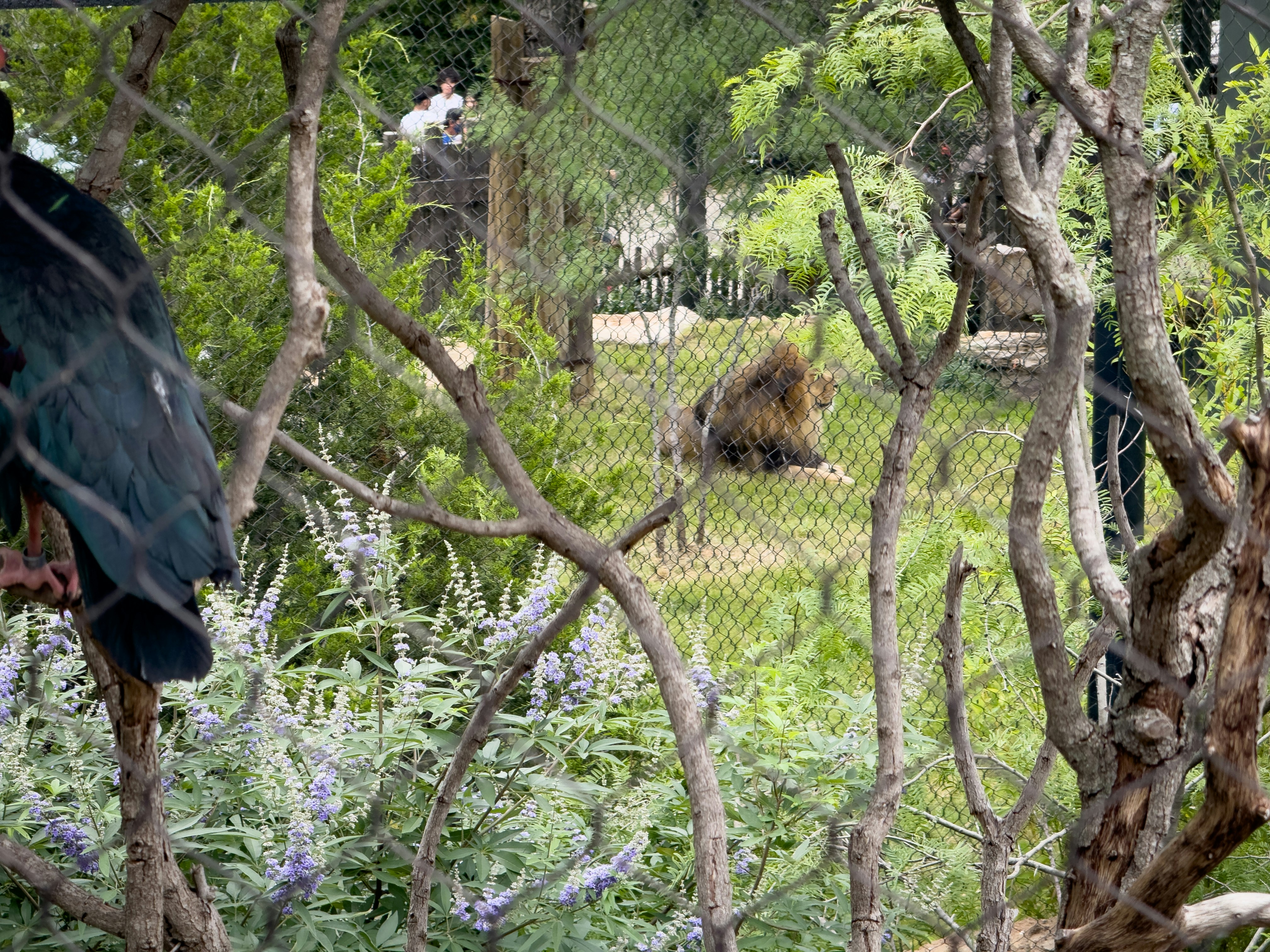 Asiatic lion resting in natural habitat at Gir National Park with lush greenery