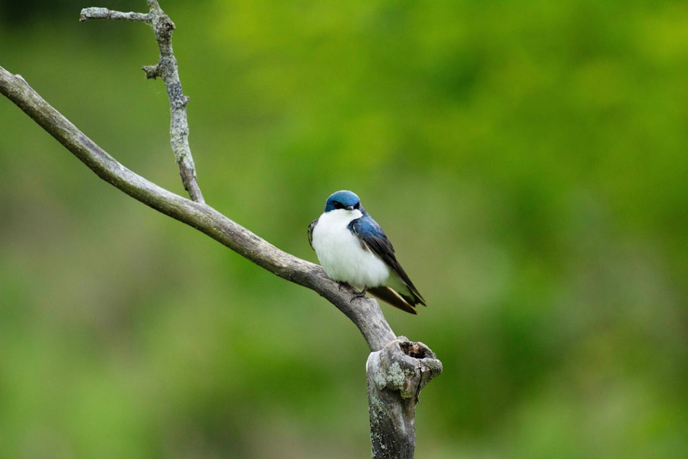 a blue and white bird sitting on a tree branch