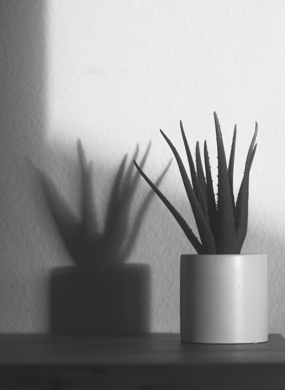 a black and white photo of a potted plant