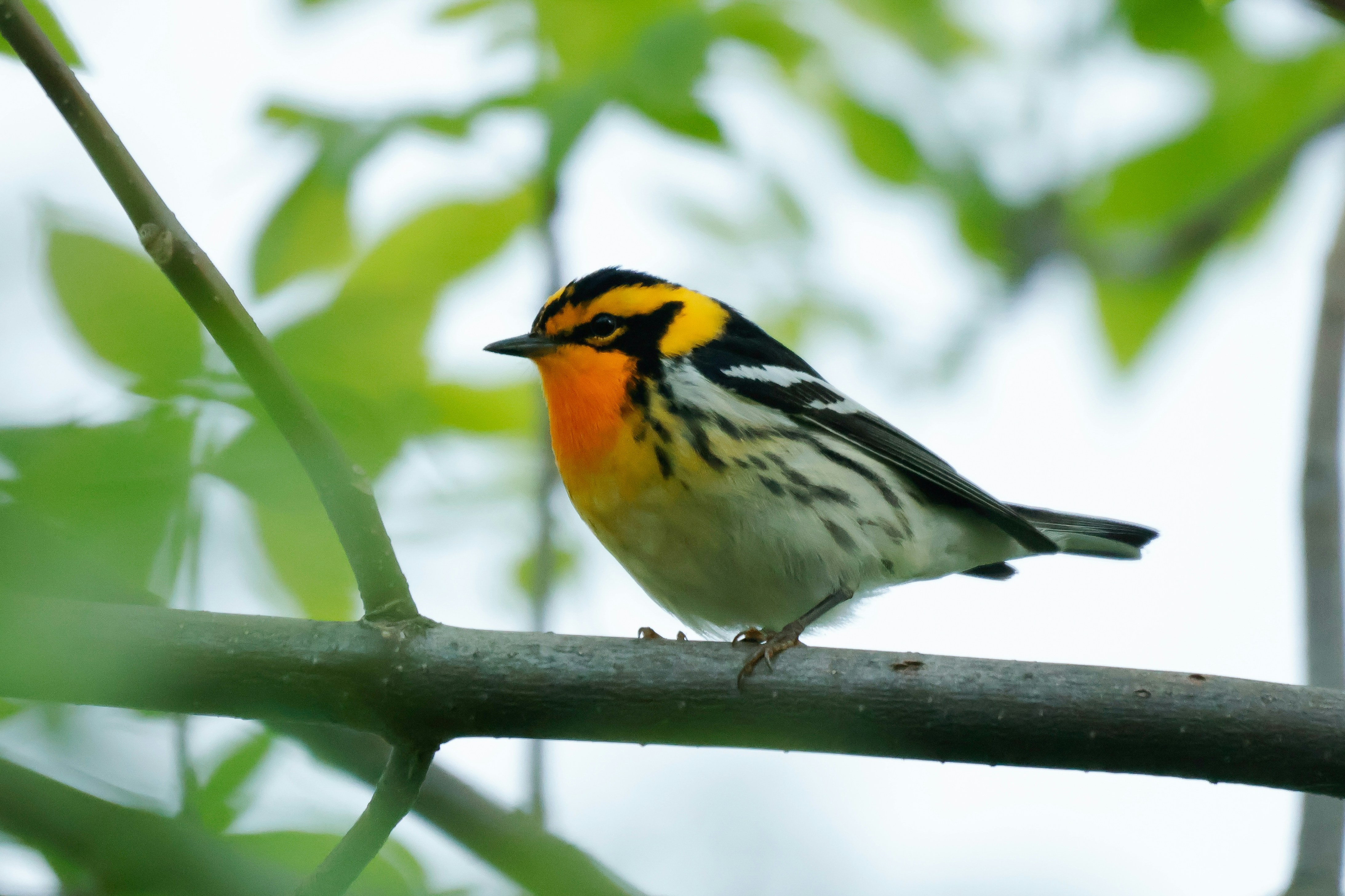 Photo by naturelensephotographer