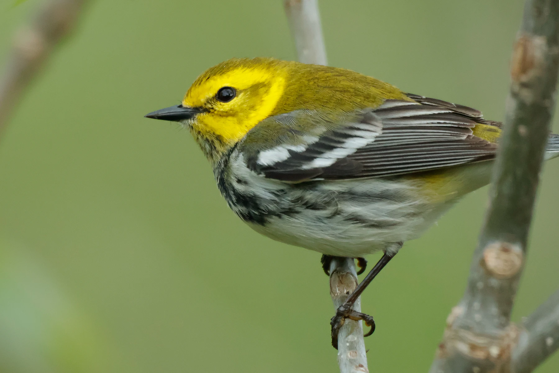 A small warbler with a yellow face, a black throat and two white wing bars perched on a thin twig