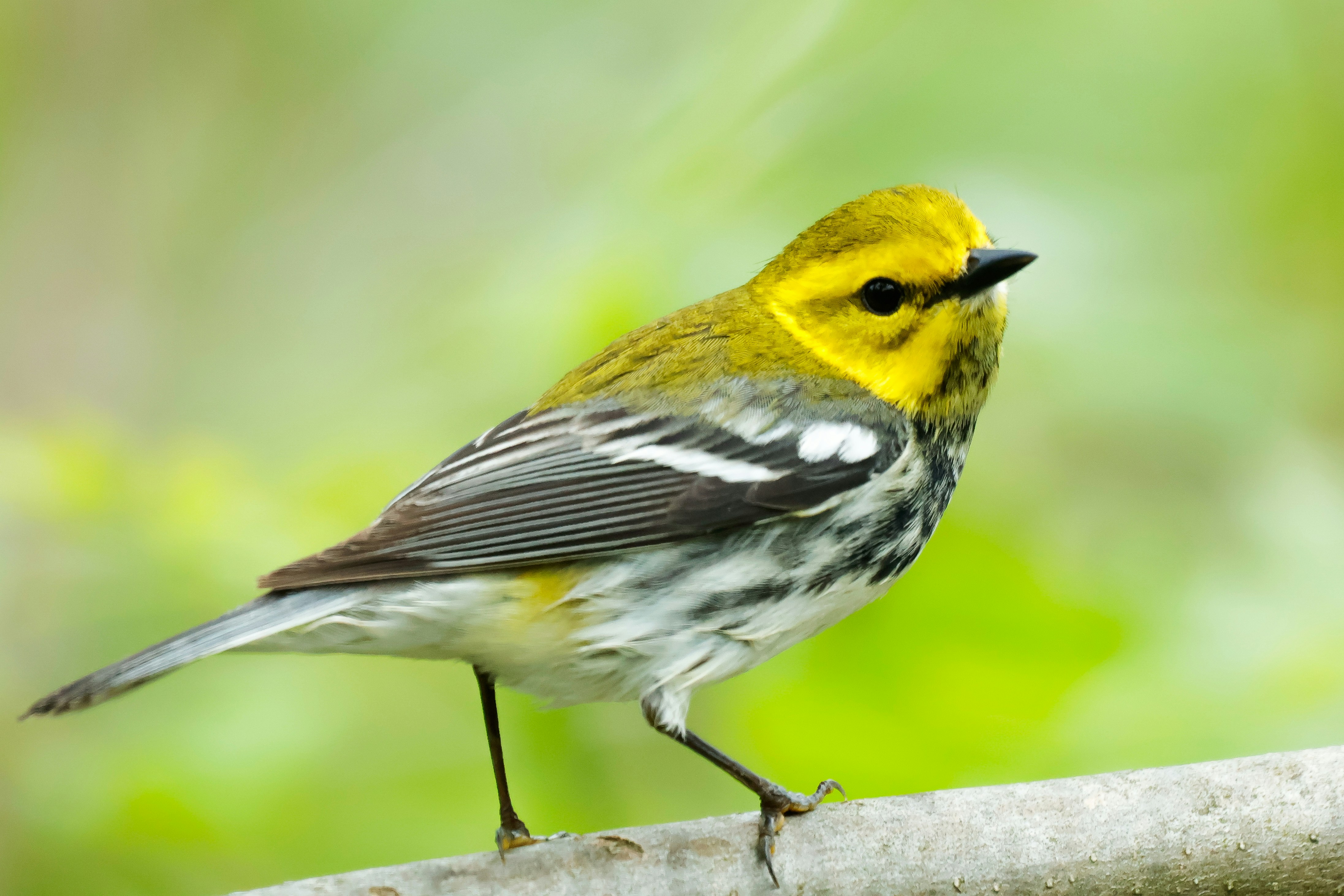 Photo by naturelensephotographer