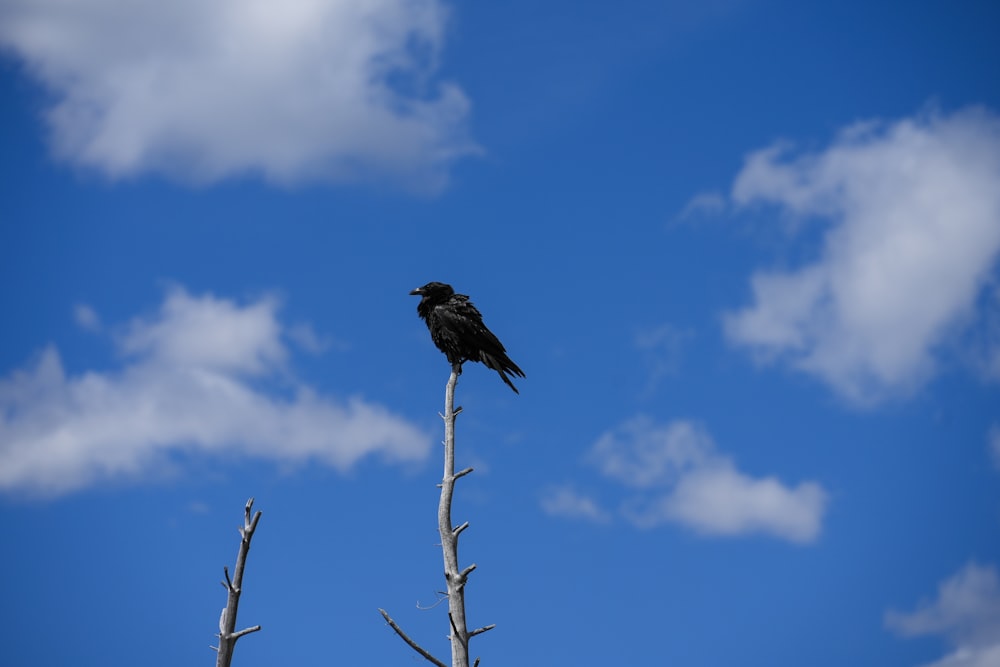 a black bird sitting on top of a dead tree