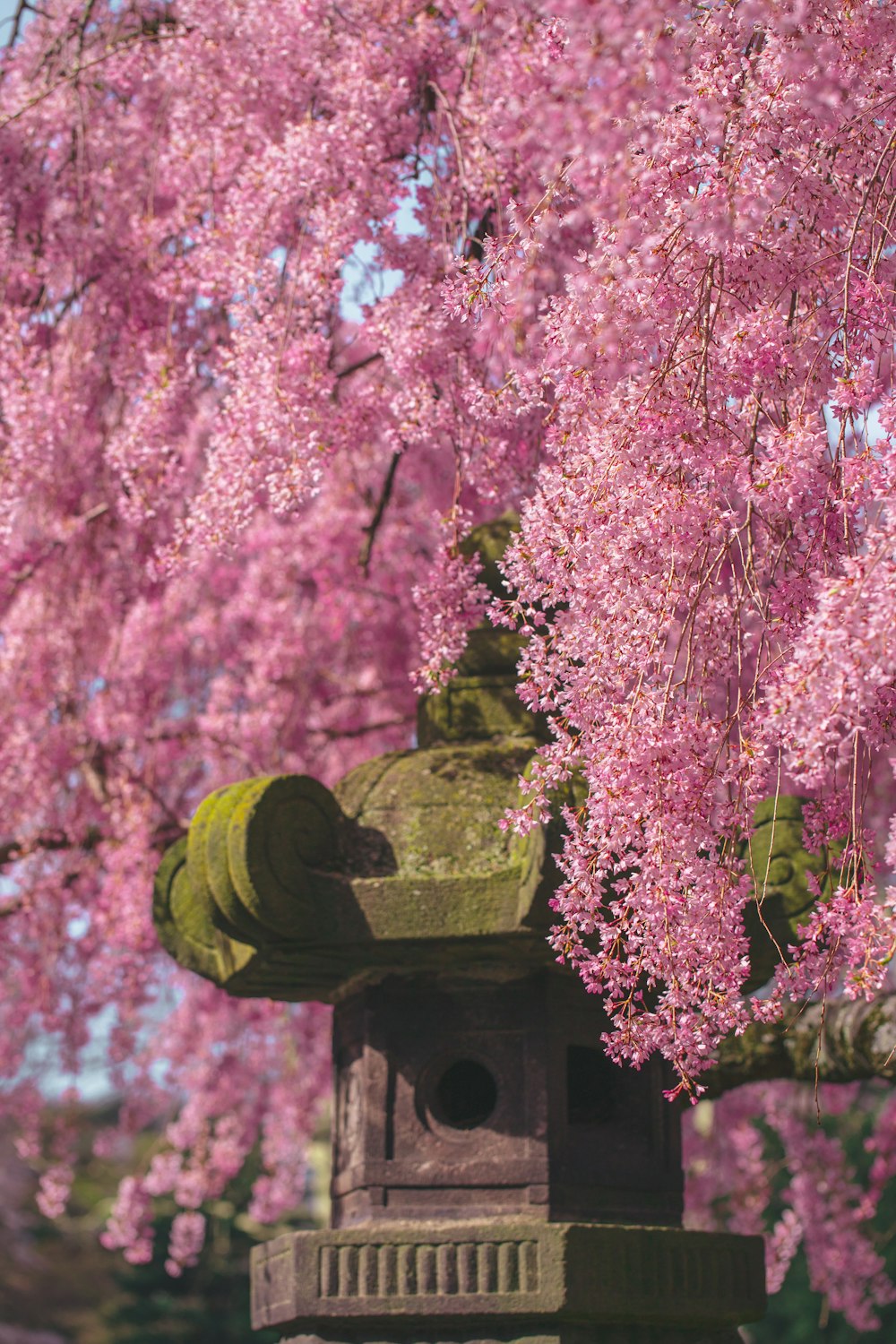 a birdhouse in front of a tree with pink flowers