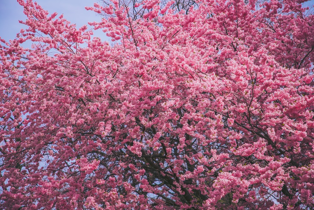 a large pink tree with lots of pink flowers