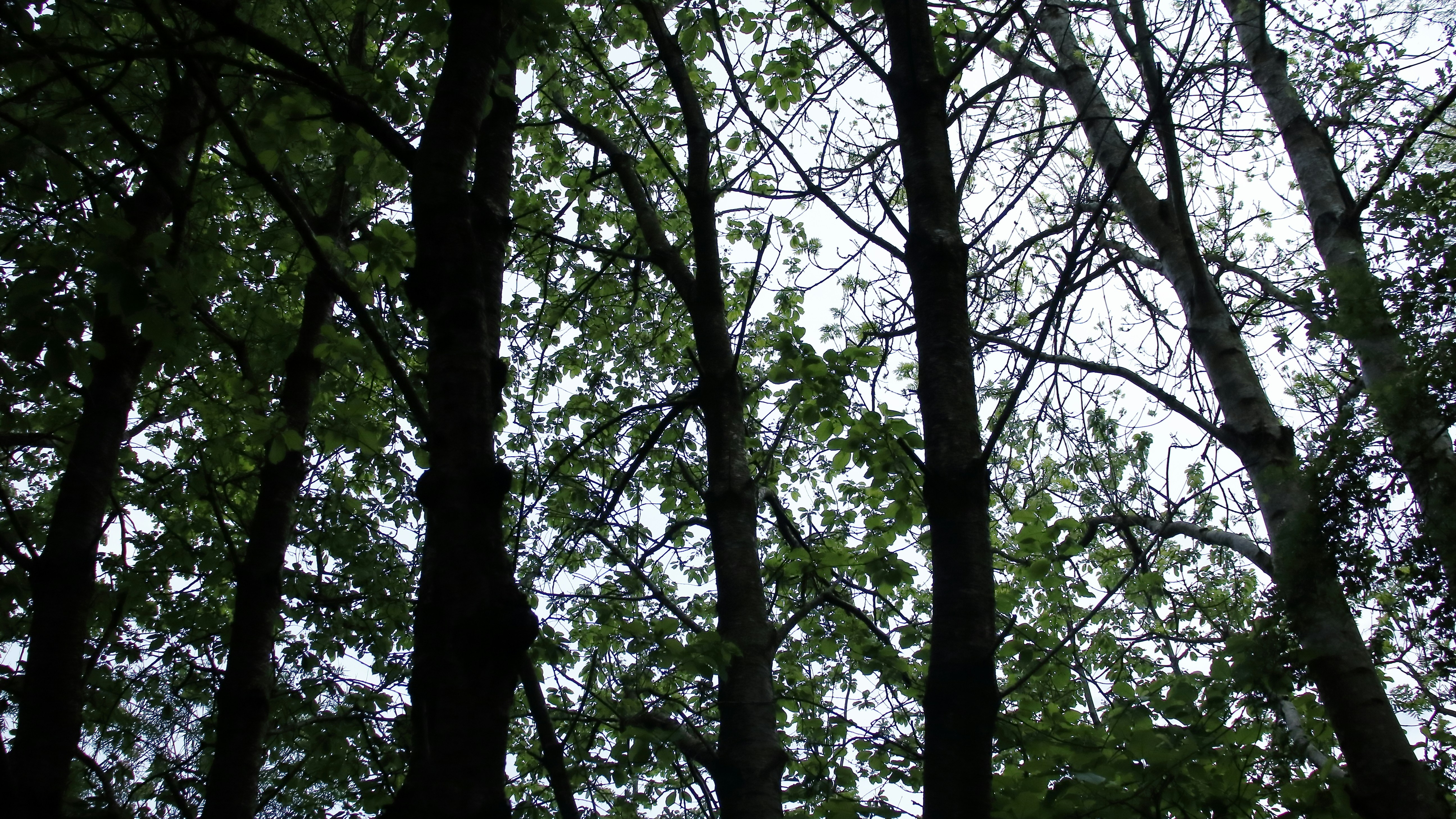 Photo by bloominghyacinth