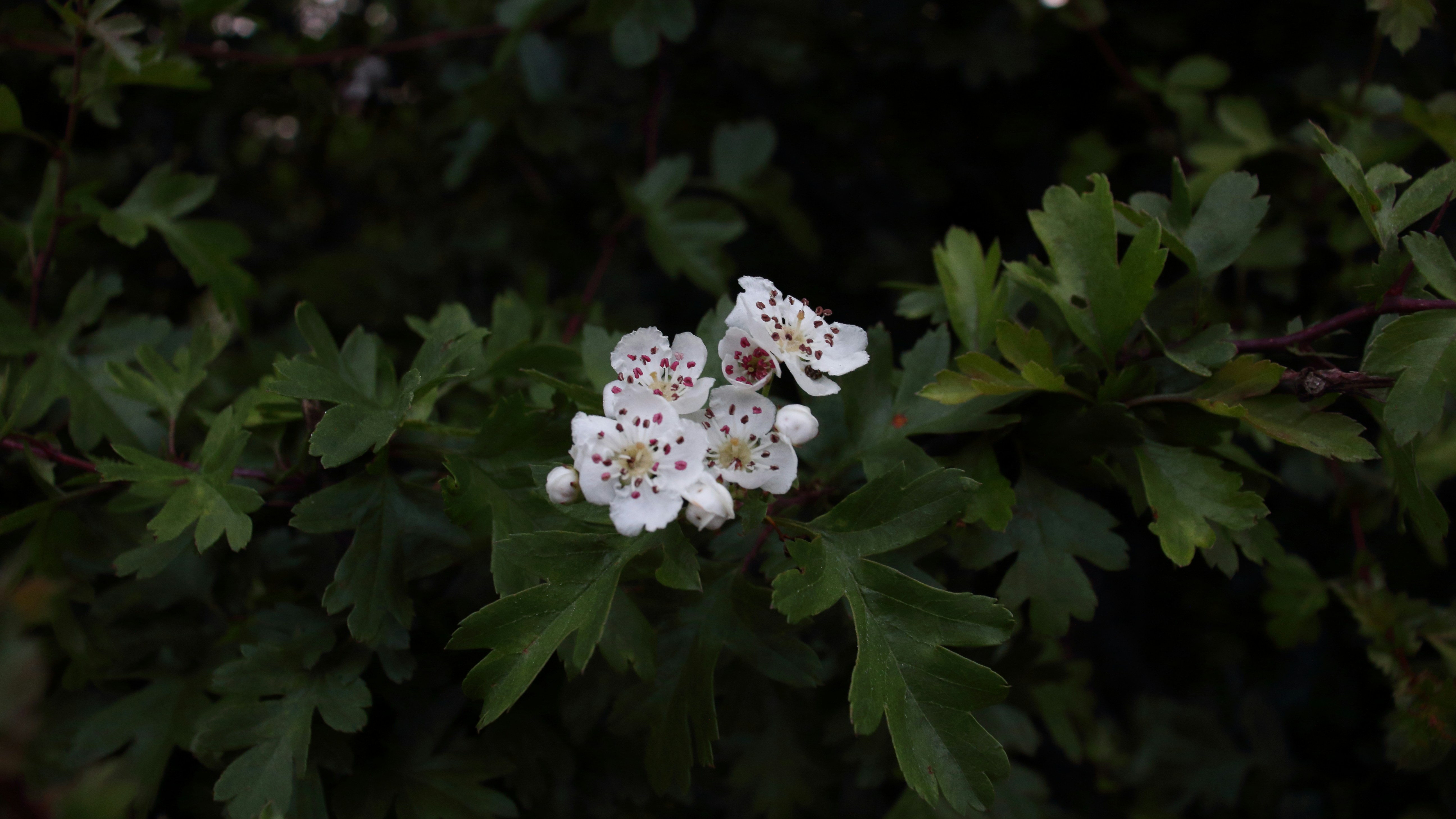 Photo by bloominghyacinth