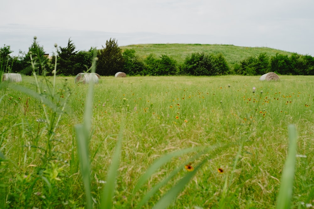 a grassy field with a hill in the background