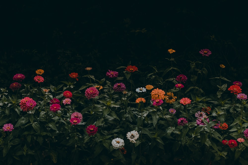 a bunch of flowers that are in the grass