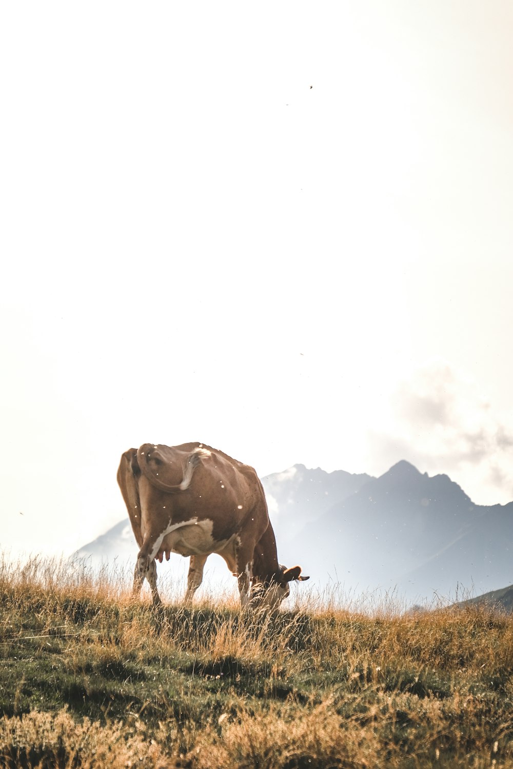 a cow grazing in a field with mountains in the background