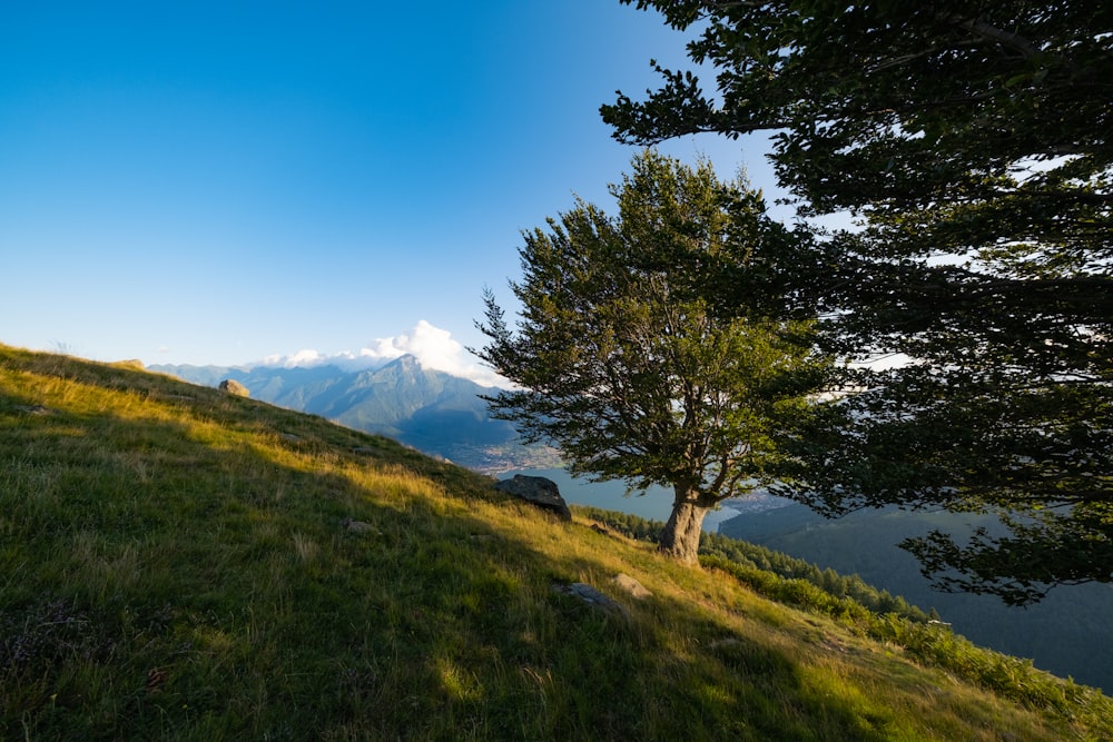 a lone tree on a grassy hill with mountains in the background