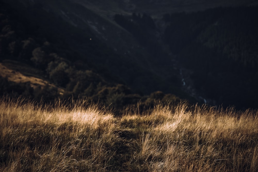 a grassy field with a mountain in the background