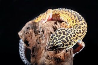 a leopard gecko sitting on top of a tree branch