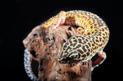a leopard gecko sitting on top of a tree branch
