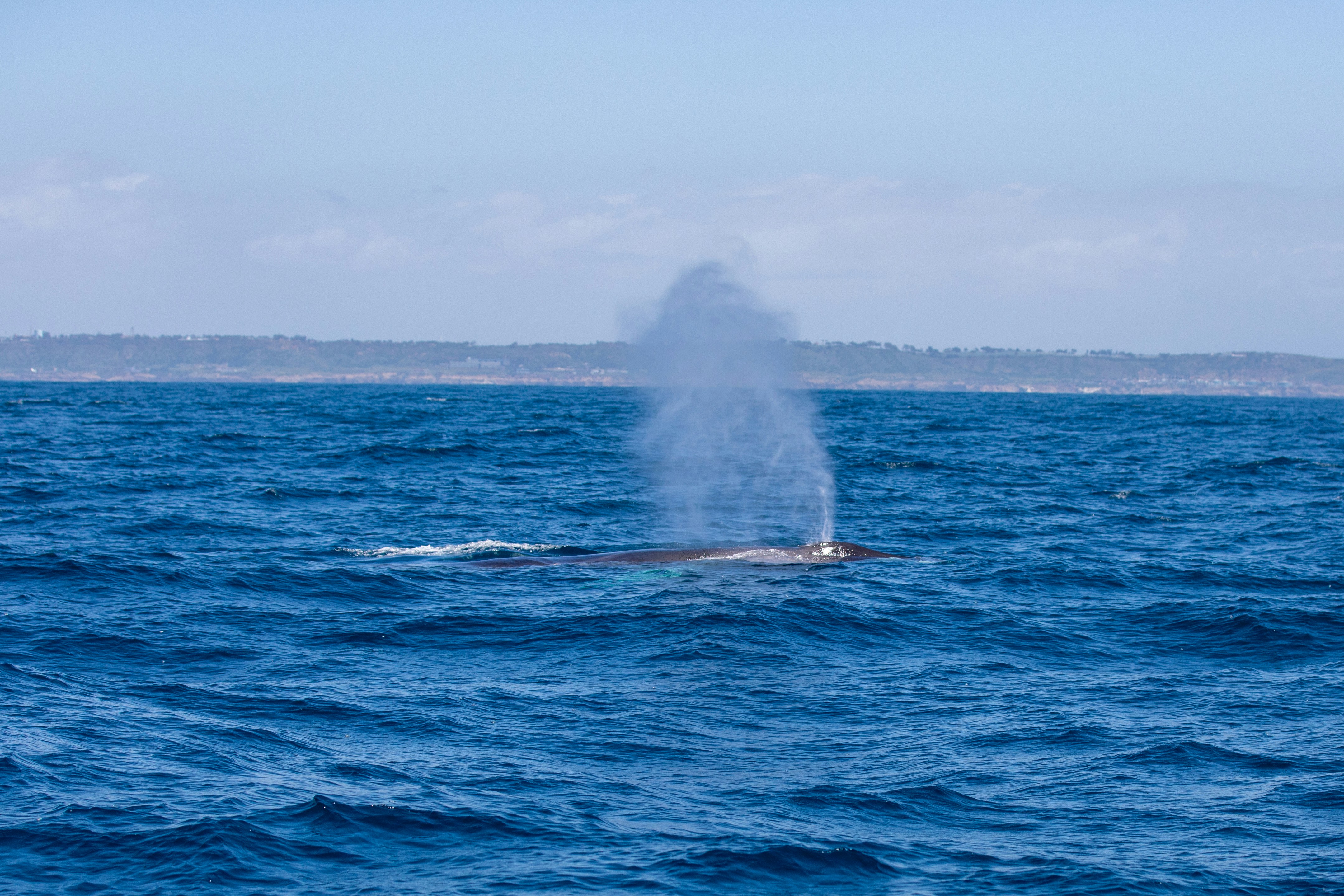 The Ocean's Longest-Distance Communicators (image credits: unsplash)