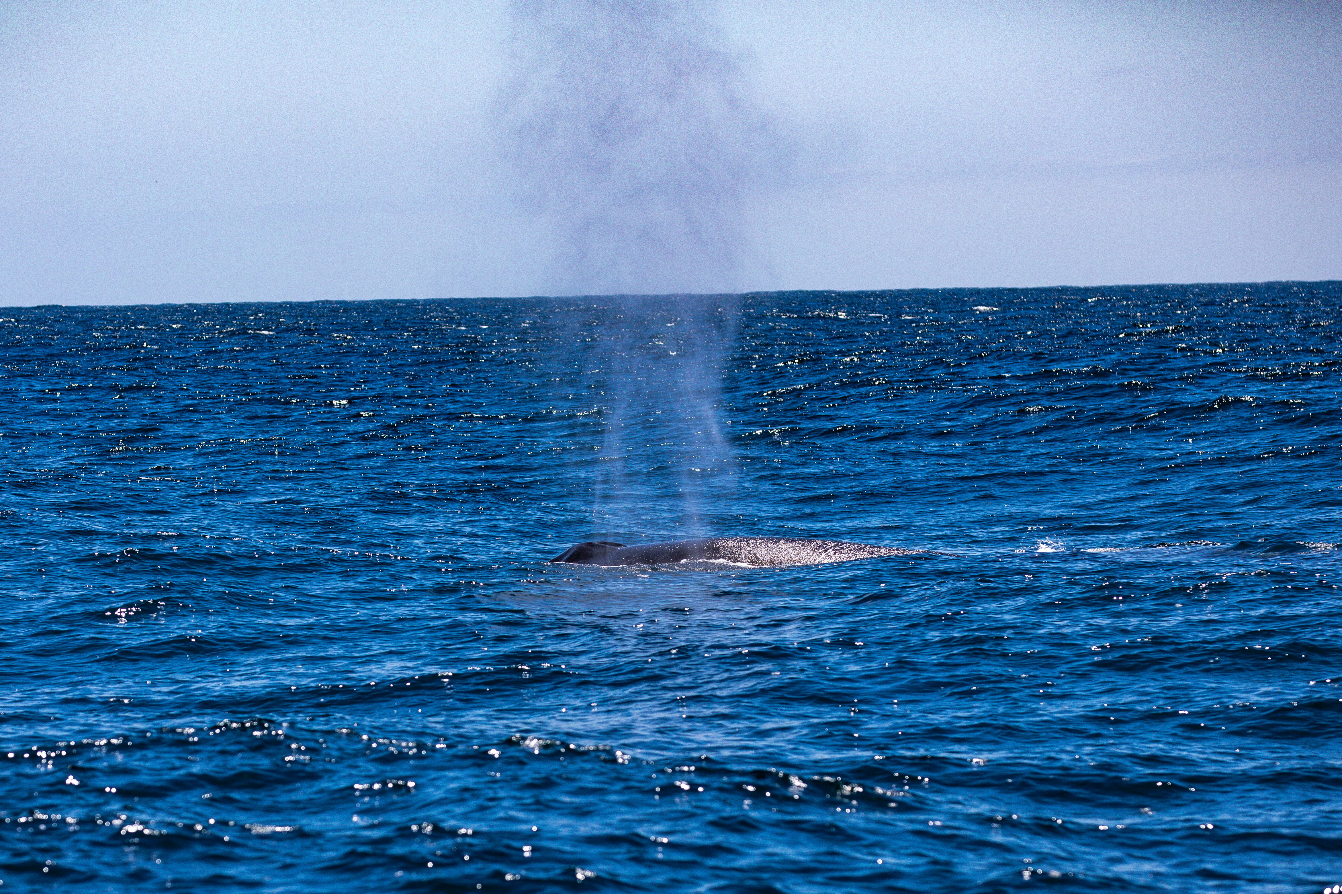 Humpback whale breaching the ocean surface