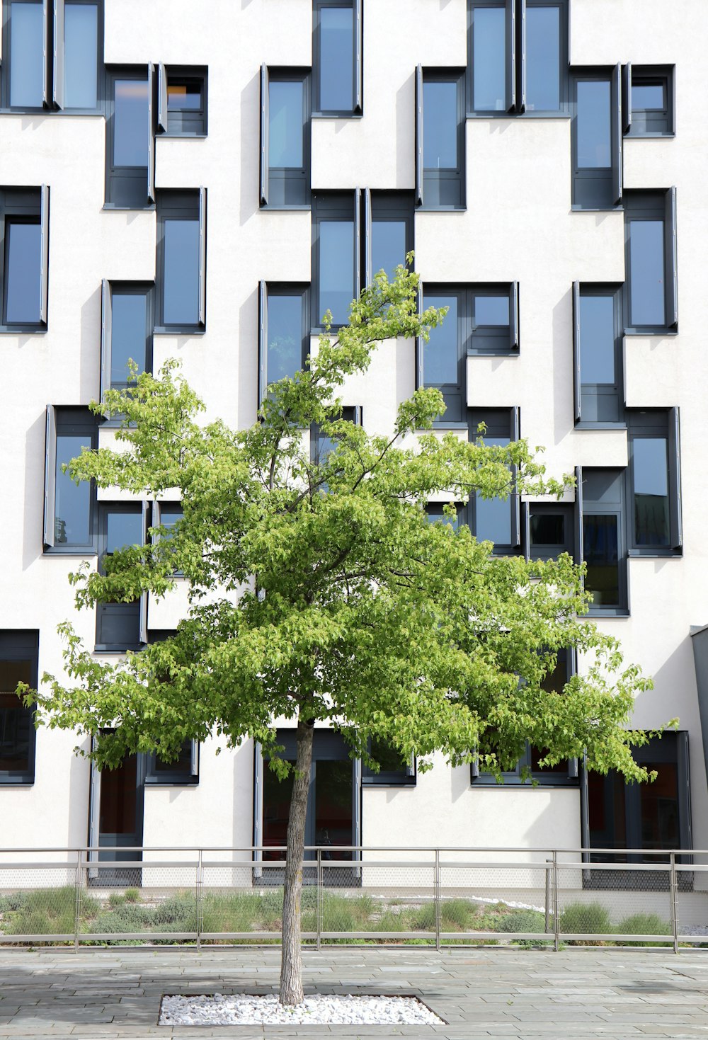 a tree in front of a building with many windows