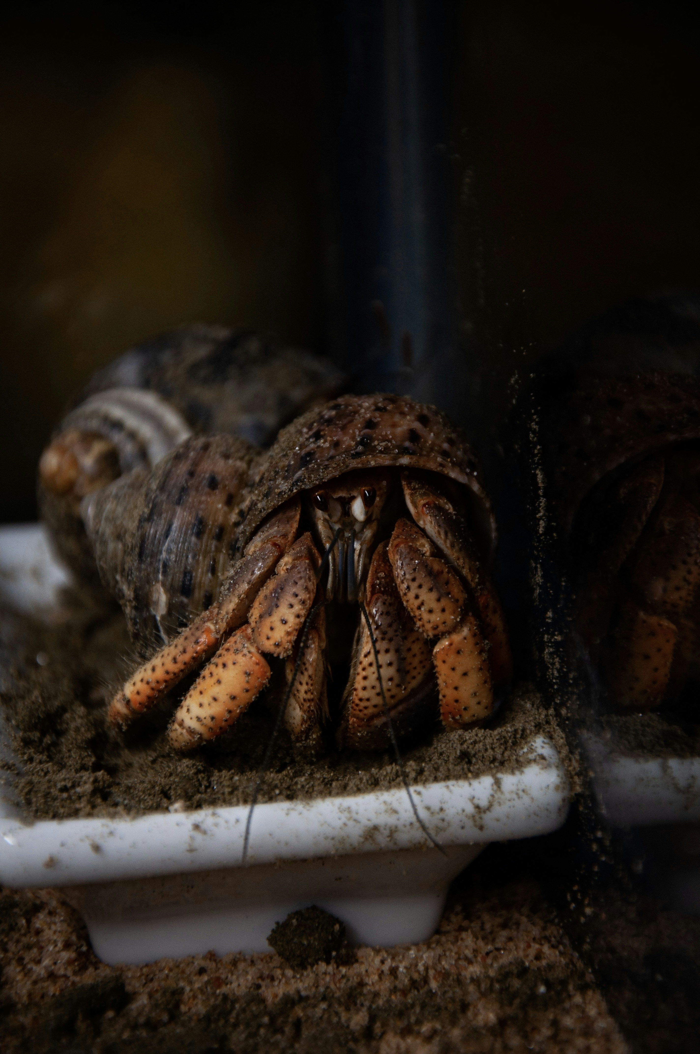 a close up of a crab on a tray