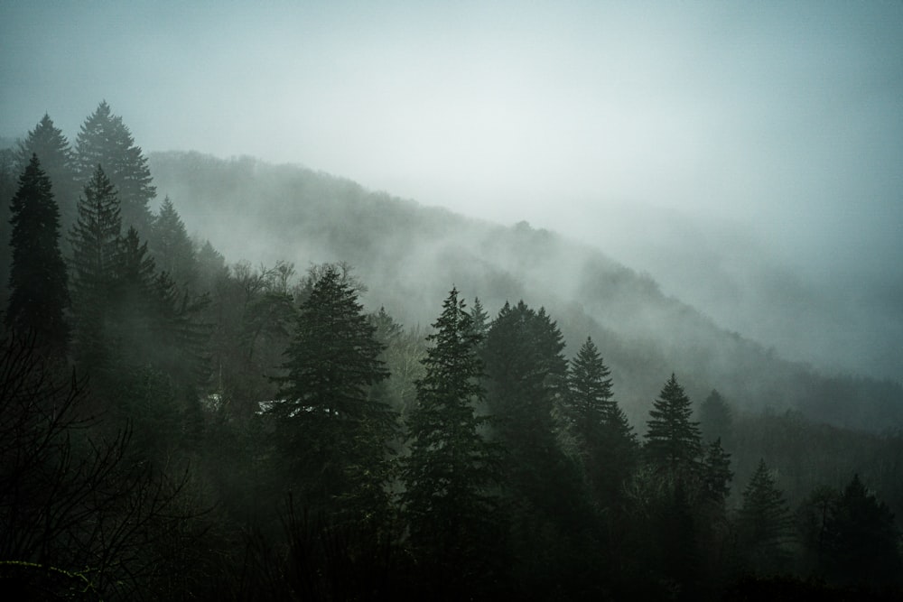 a forest filled with lots of trees covered in fog