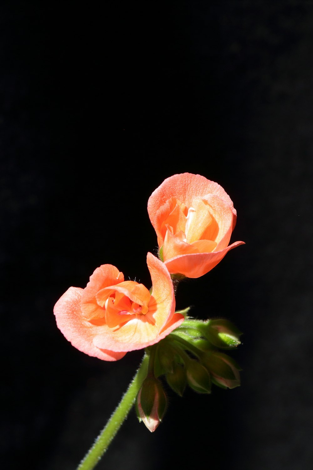 two orange flowers in a vase on a black background