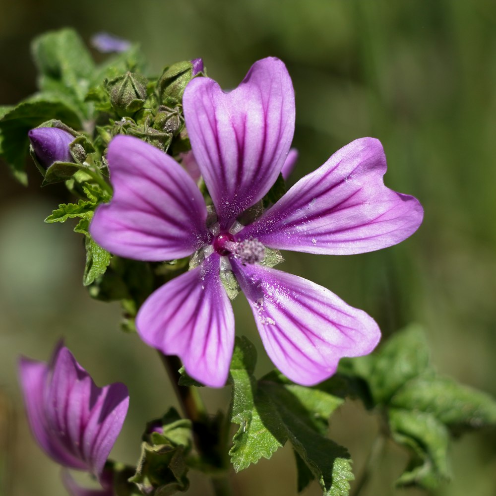 a close up of a purple flower with green leaves